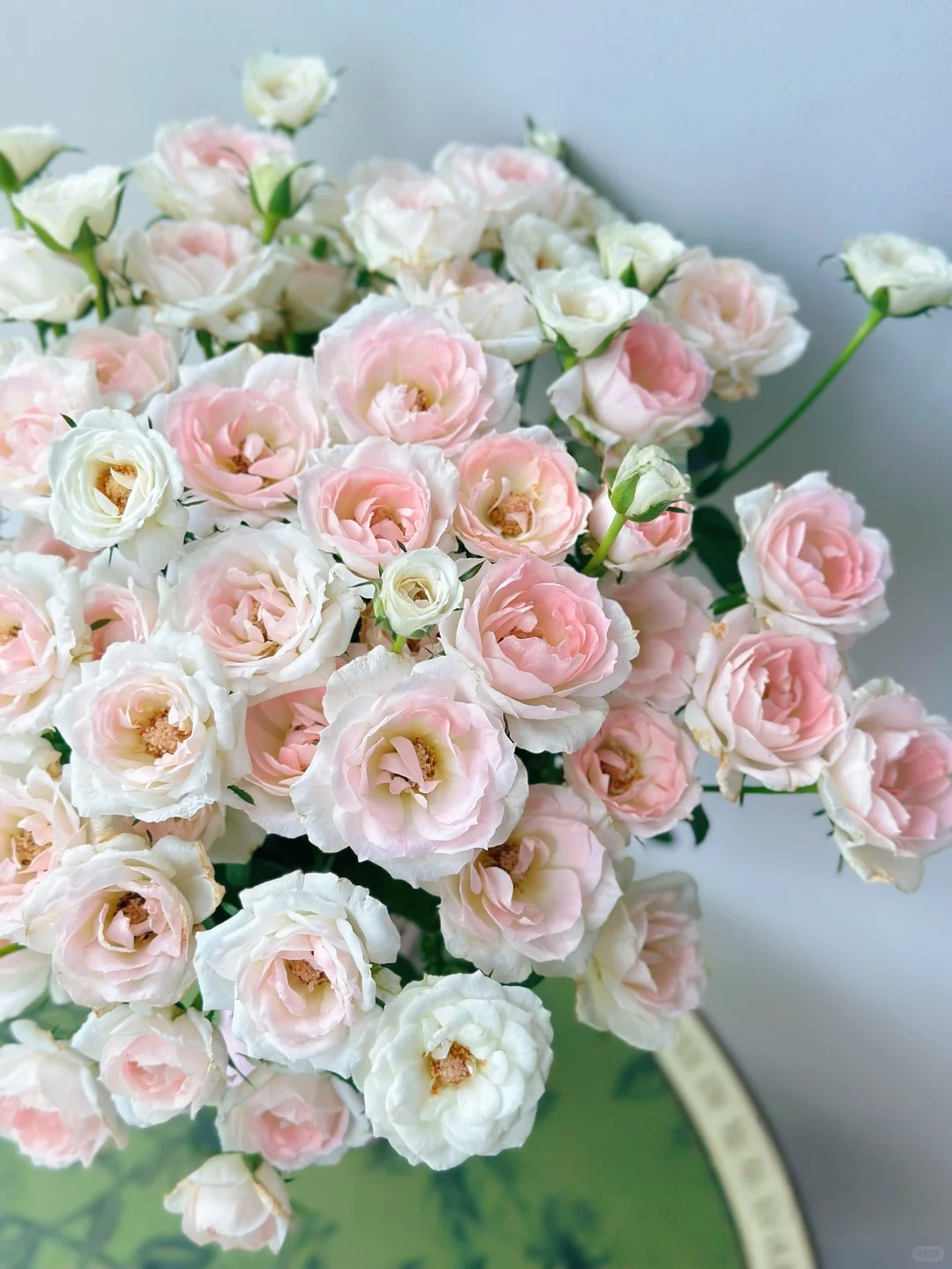 Rosa 'White Peach Ovation' 白桃妖精
