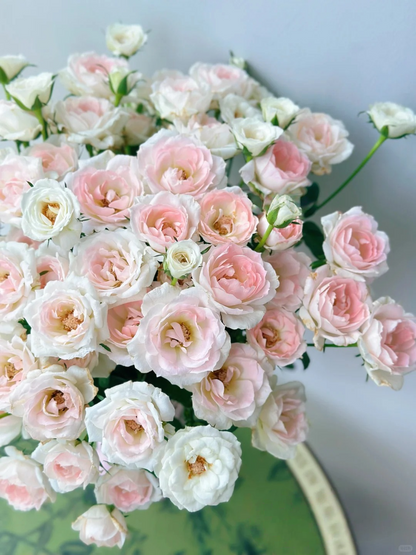 Rosa 'White Peach Ovation' 白桃妖精