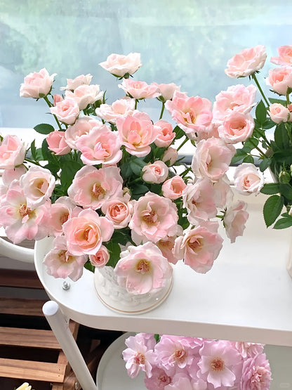 Rosa 'White Peach Ovation' 白桃妖精