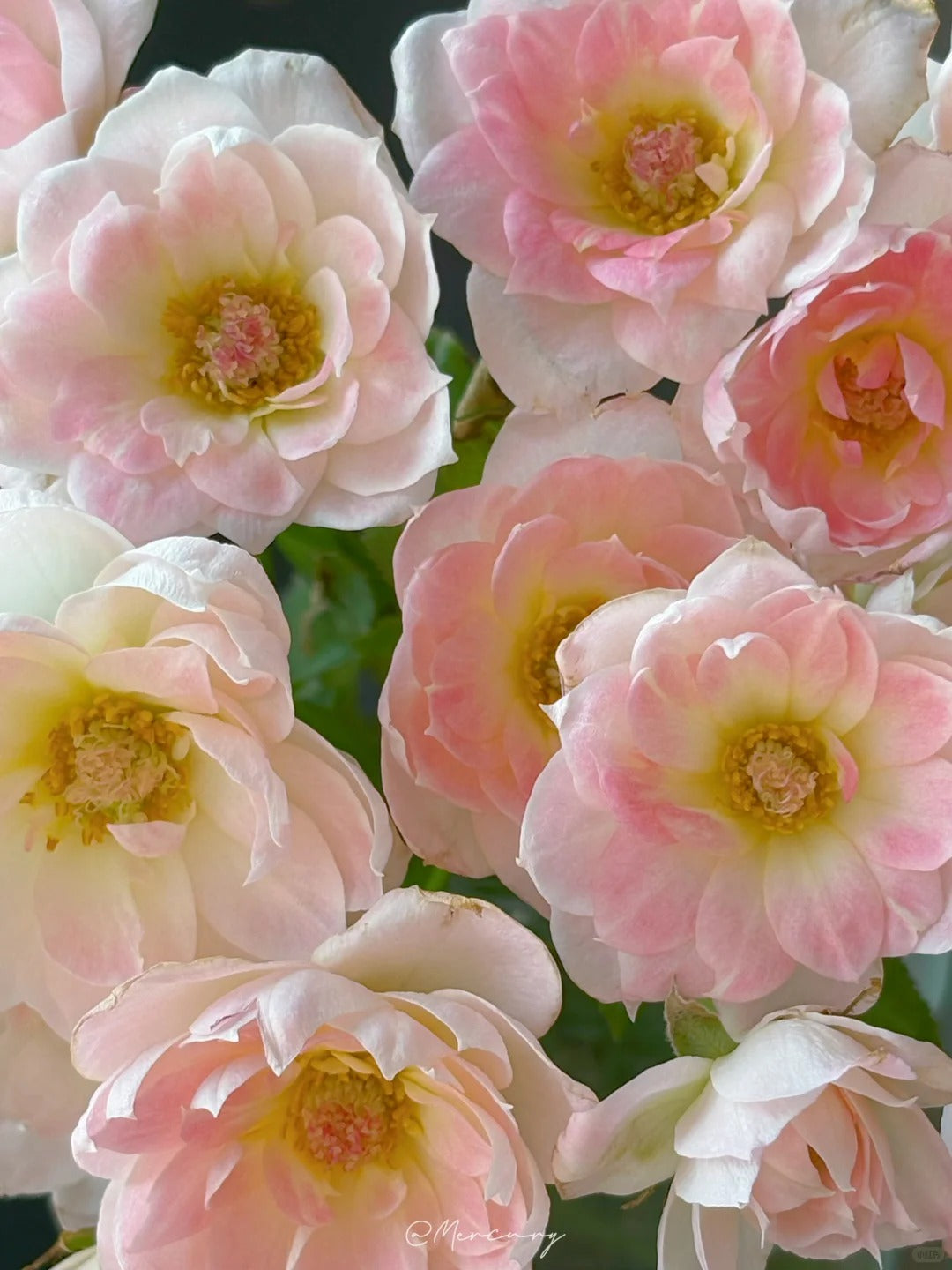 Rosa 'White Peach Ovation' 白桃妖精