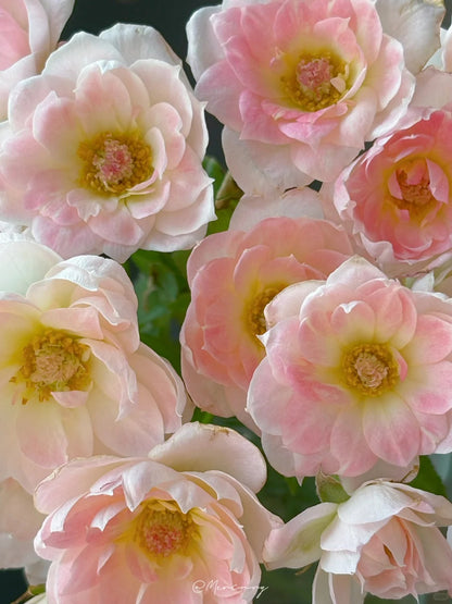 Rosa 'White Peach Ovation' 白桃妖精