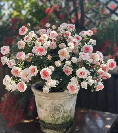 Rosa 'White Peach Ovation' 白桃妖精