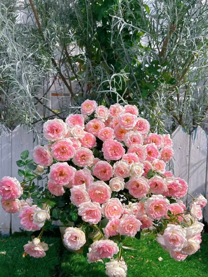 Rosa 'White Peach Ovation' 白桃妖精