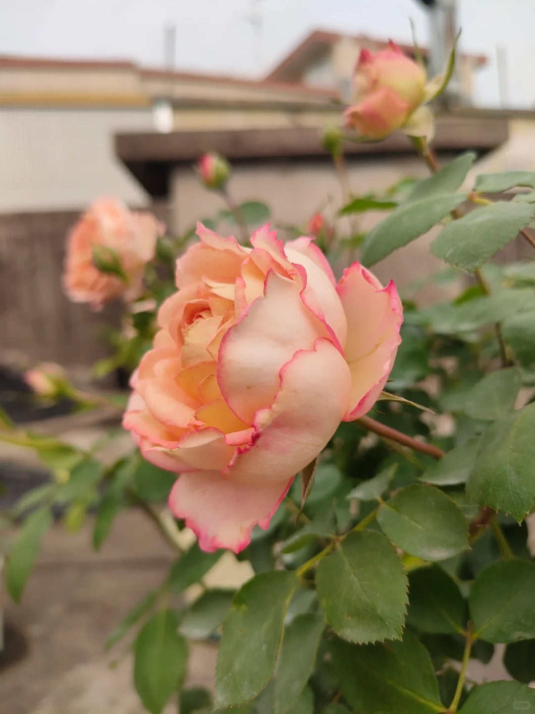 Yves Rose'Classic Perfume' 伊芙古典香水