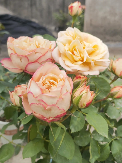 Yves Rose'Classic Perfume' 伊芙古典香水