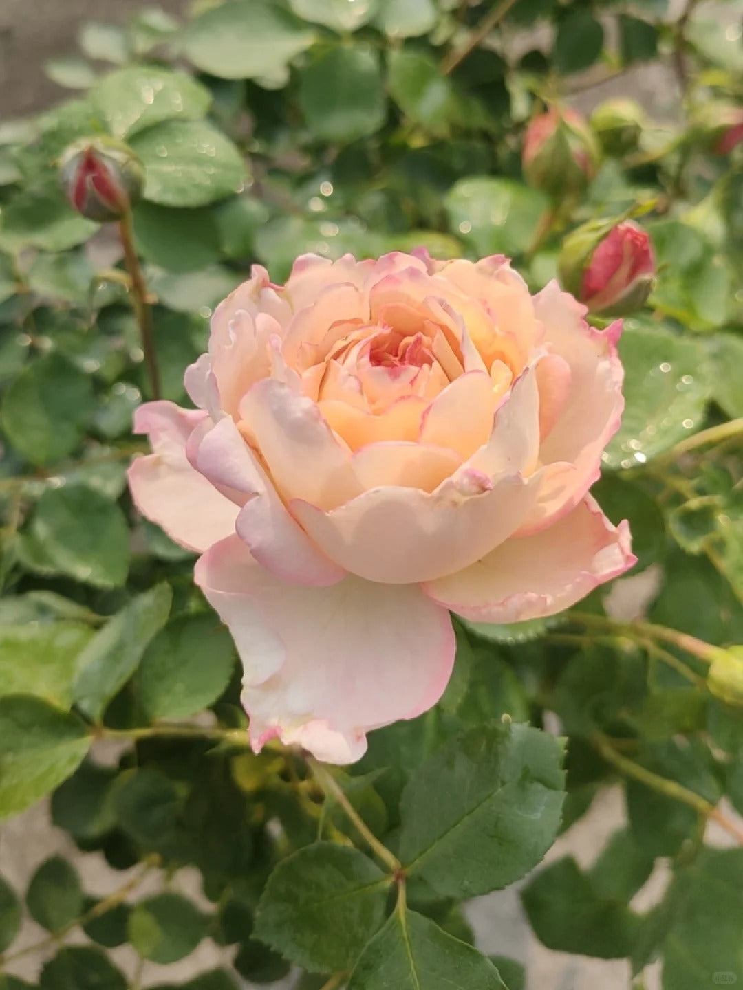 Yves Rose'Classic Perfume' 伊芙古典香水