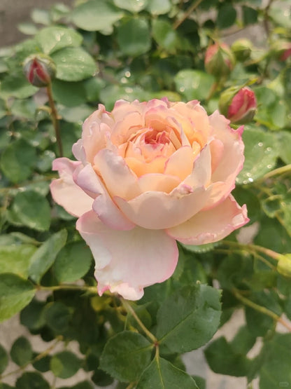 Yves Rose'Classic Perfume' 伊芙古典香水