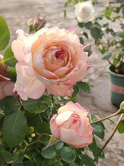 Yves Rose'Classic Perfume' 伊芙古典香水