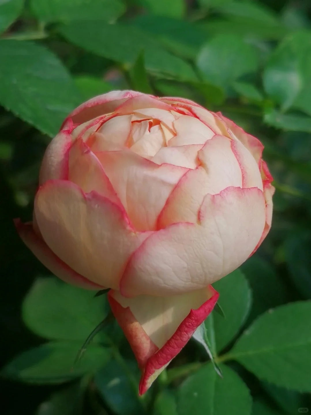 Yves Rose'Classic Perfume' 伊芙古典香水