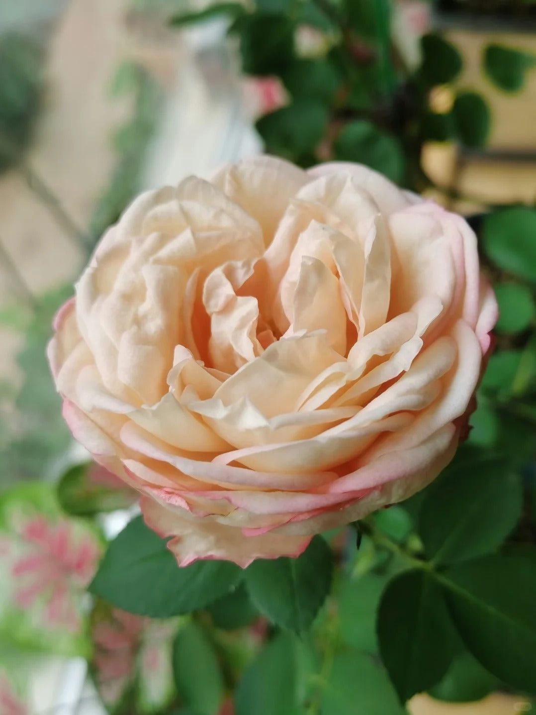 Yves Rose'Classic Perfume' 伊芙古典香水