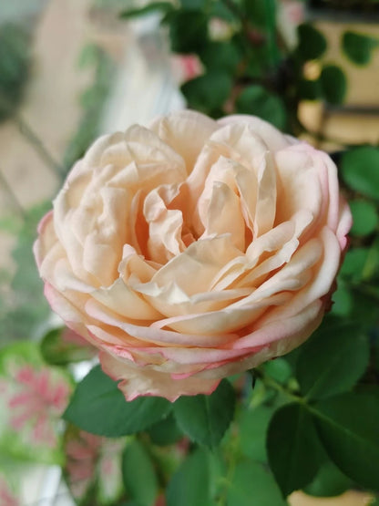 Yves Rose'Classic Perfume' 伊芙古典香水