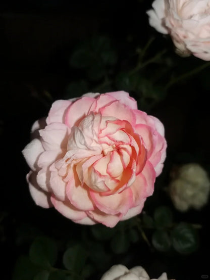 Yves Rose'Classic Perfume' 伊芙古典香水