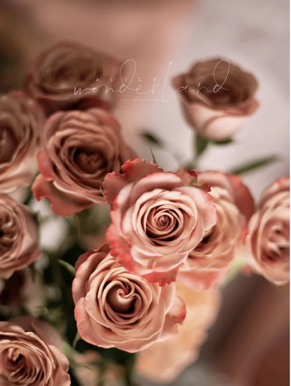 Rose ‘Cappuccino’ 卡布奇诺