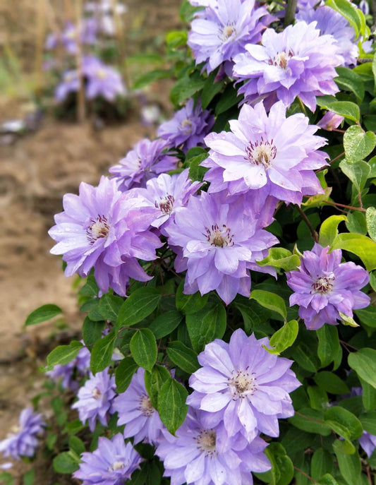 Clematis 'Teshio| てしお | 天盐'