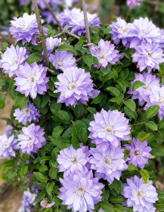 Clematis 'Teshio| てしお | 天盐'