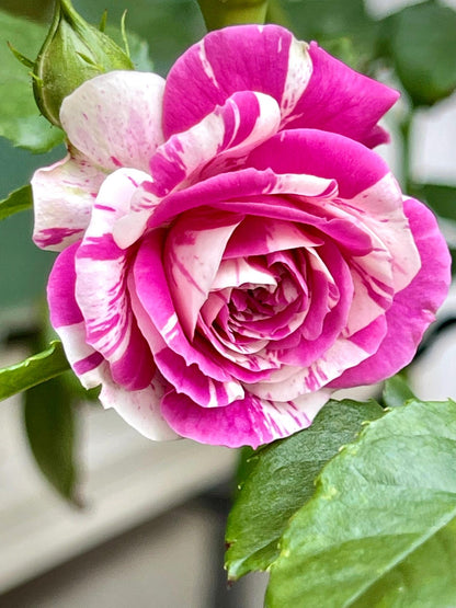 Rose  ’ Scented Jewel｜センティッドジュエル ｜芬芳宝石