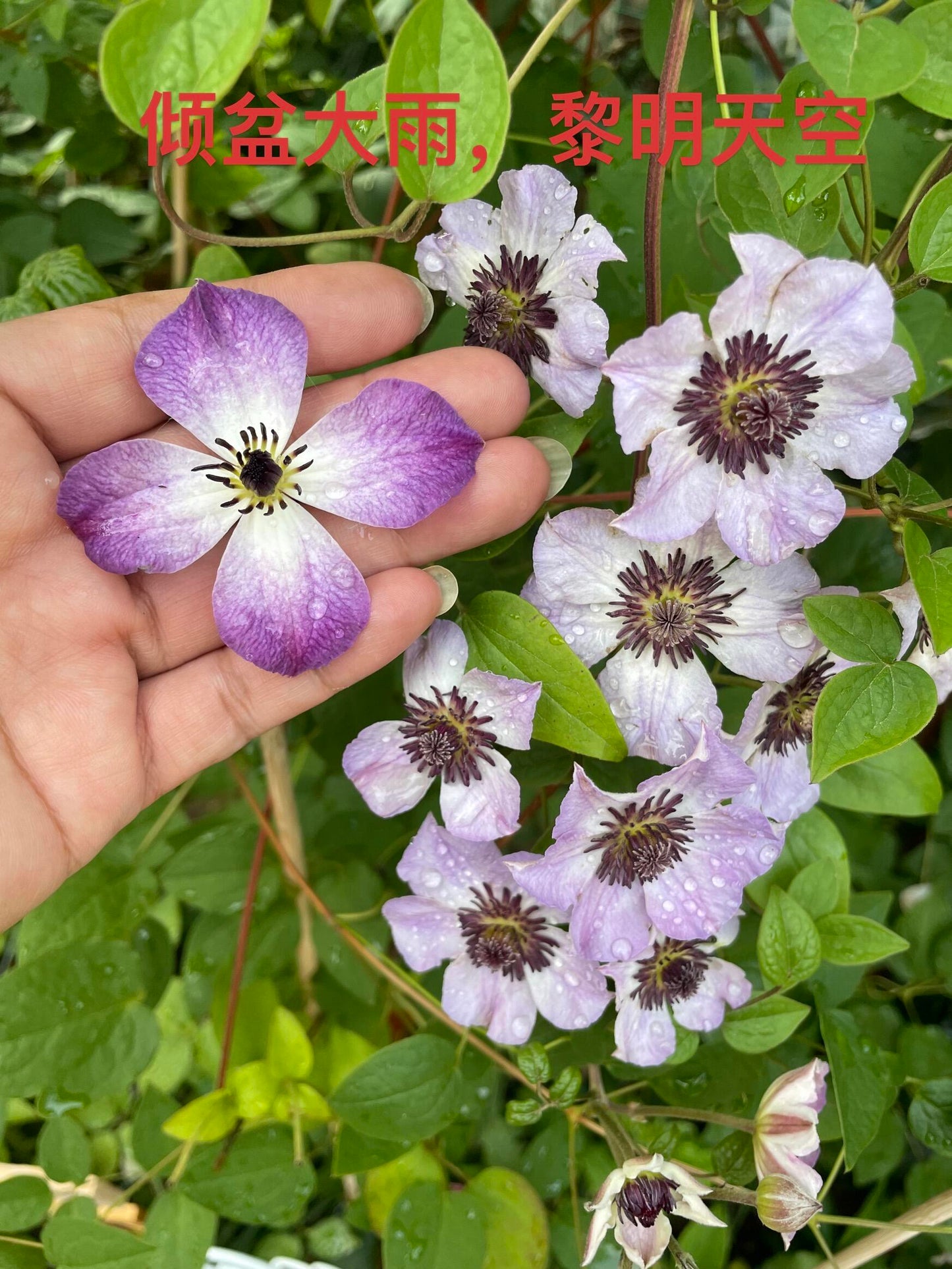 Clematis ' Downpour | 倾盆大雨