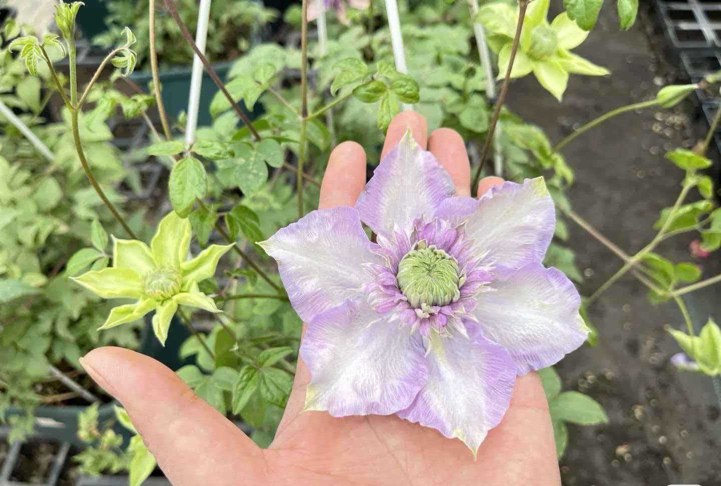 Clematis '  Song of the Secret Garden |  神秘园之歌