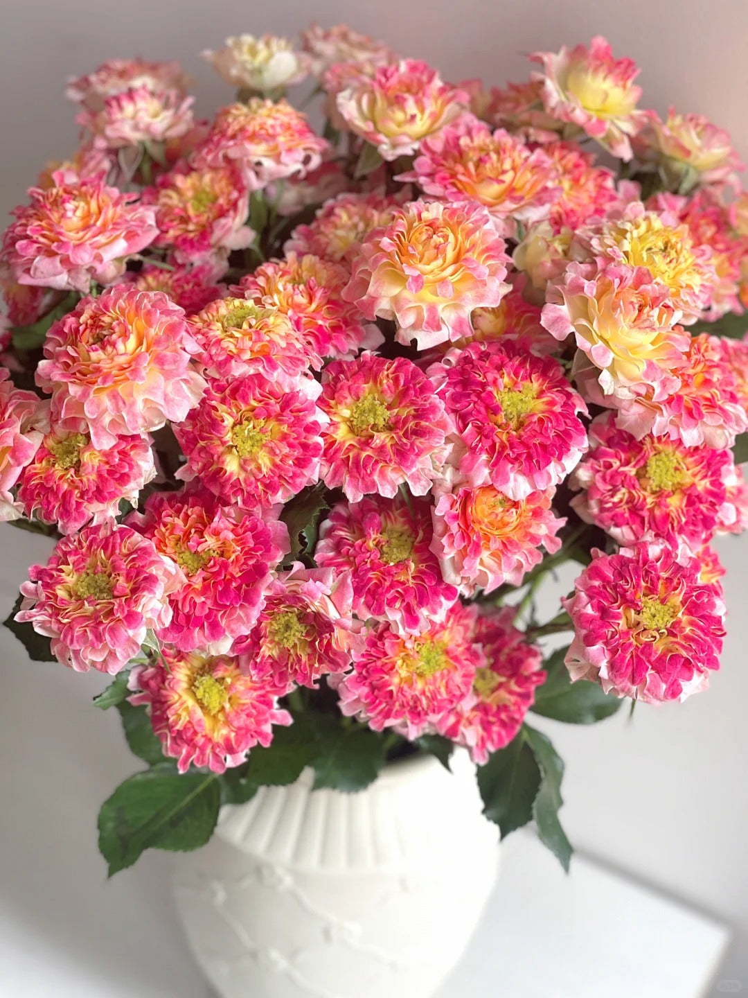 Rose  ' LOTUS  |  Sea Anemone   | 海葵四号