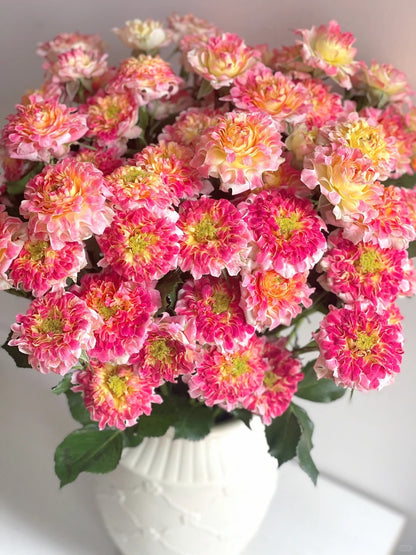Rose  ' LOTUS  |  Sea Anemone   | 海葵四号