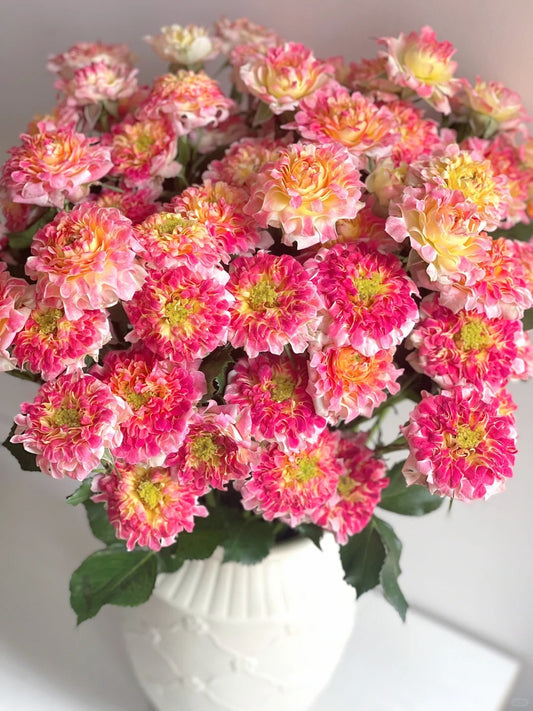 Rose  ' LOTUS  |  Sea Anemone   | 海葵四号