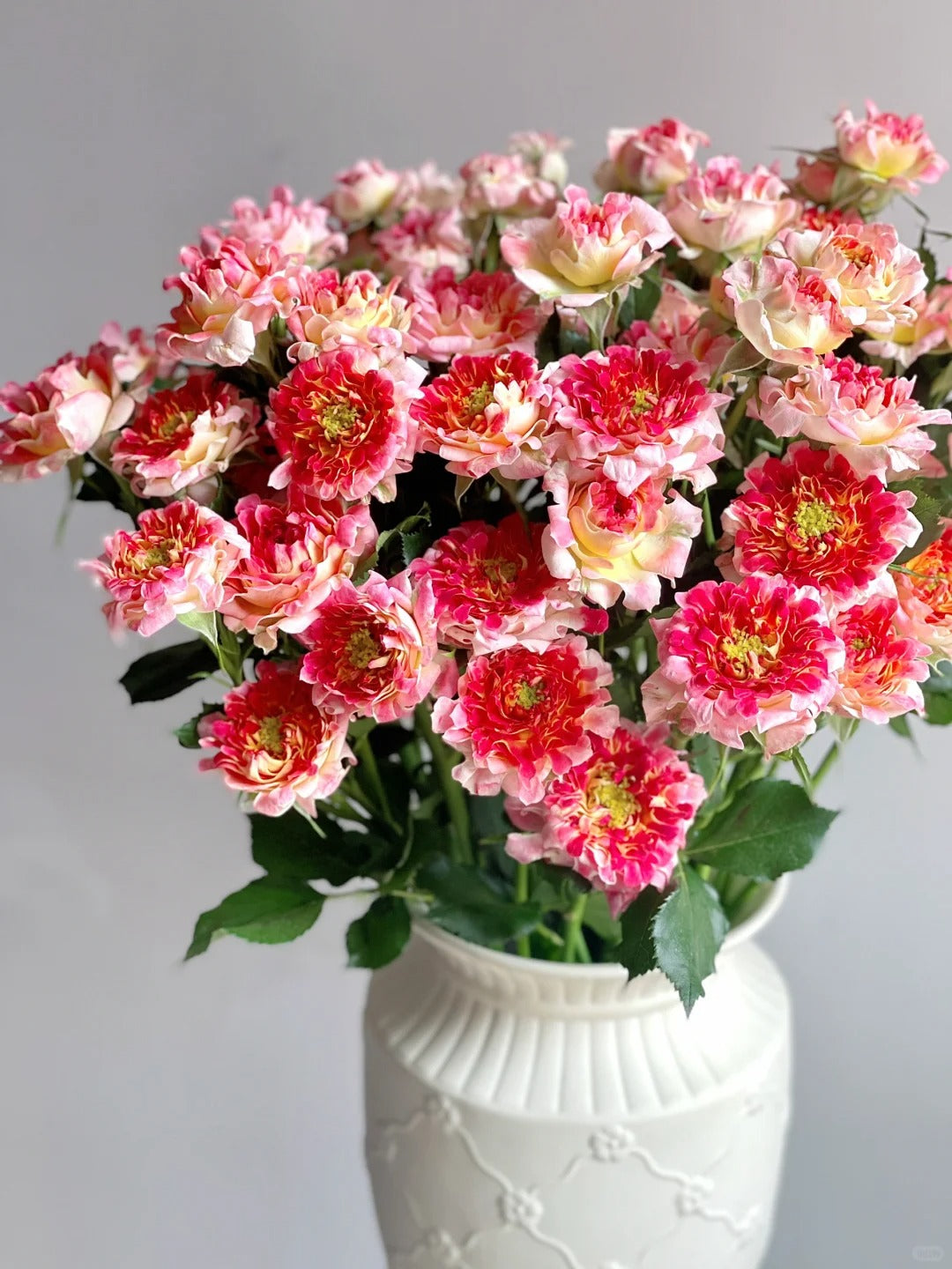 Rose  ' LOTUS  |  Sea Anemone   | 海葵四号