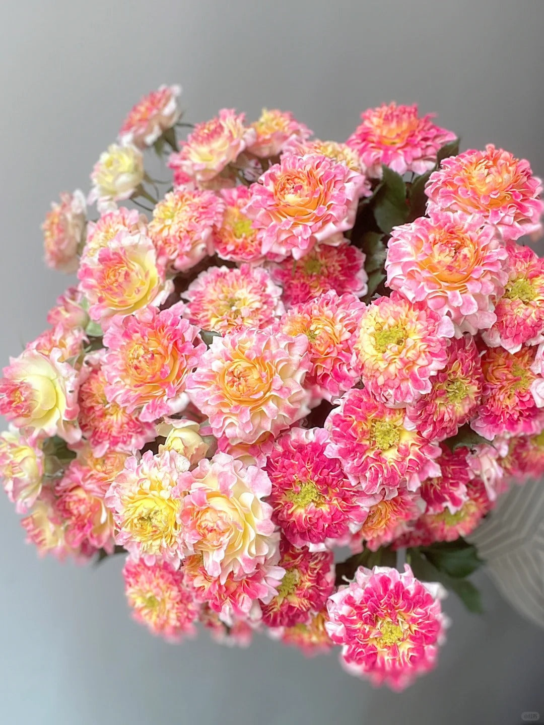 Rose  ' LOTUS  |  Sea Anemone   | 海葵四号