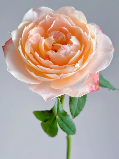 Rare Rosa ‘ Chance Pom |シャンスポム  | 苹果运气 ’