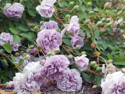 Climbing Rose   ’ Rainy Blue | レイニー·ブルー|  蓝色阴雨 ‘