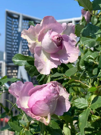 Rose  ‘Nightingale /  ナイチンゲール /  紫霞仙子 ’
