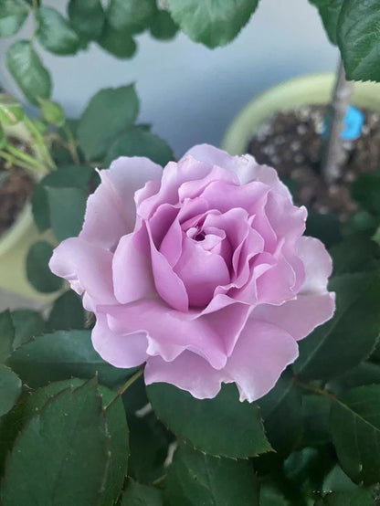 Rose ' Libellula | リベルラ | 蜻蜓 '