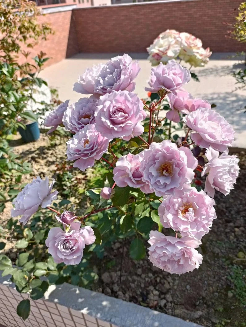 Rose ' Libellula | リベルラ | 蜻蜓 '