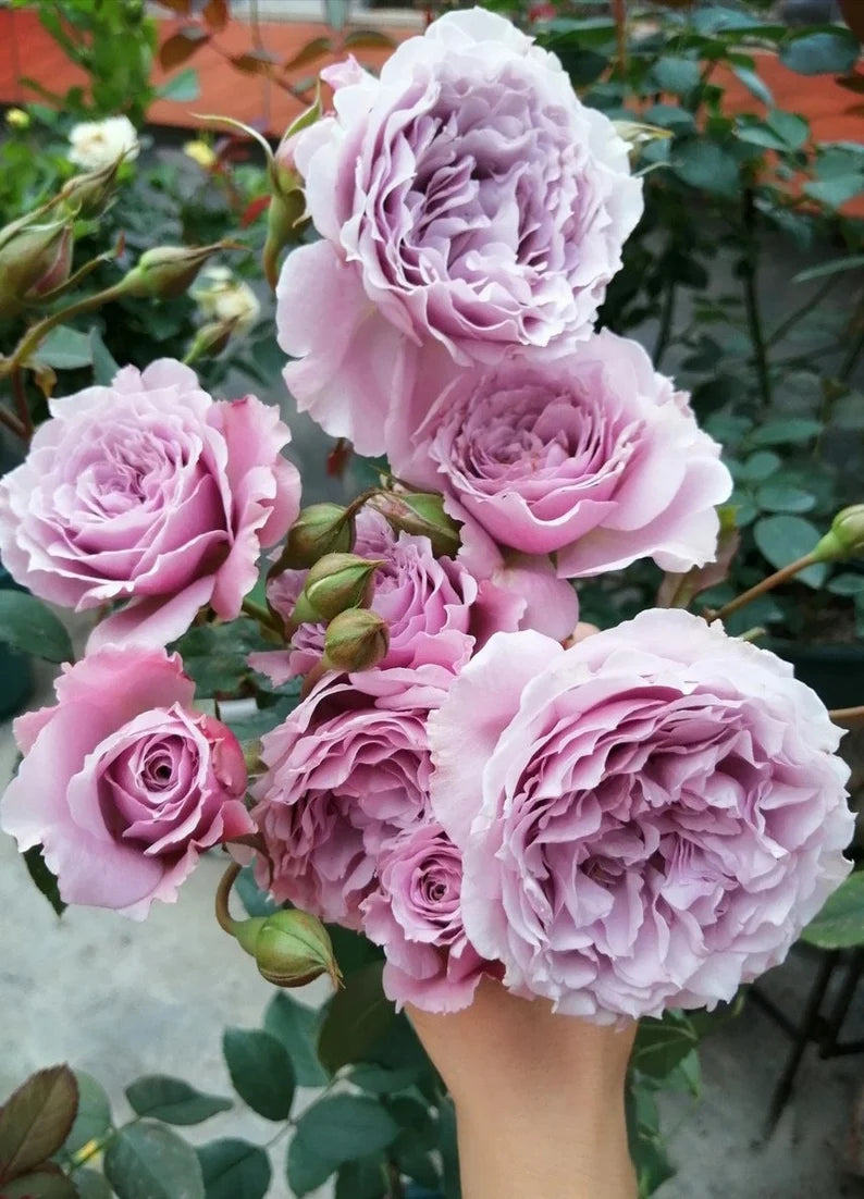Rose ' Libellula | リベルラ | 蜻蜓 '