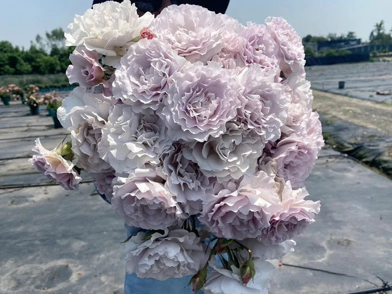 Rose ' Libellula | リベルラ | 蜻蜓 '