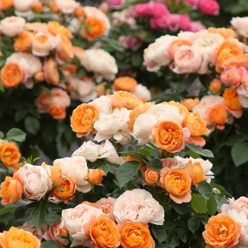 Rose  ‘ Juicy Terrazza| ジューシーテラッツァ|  果汁阳台 ’