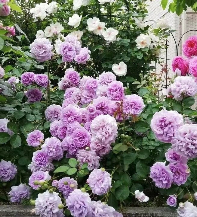 Climbing Rose ' Rainy Blue'' | Lavender Purple Repeat Blooming