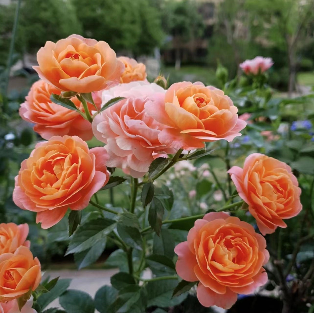 Rose  ‘ Juicy Terrazza| ジューシーテラッツァ|  果汁阳台 ’