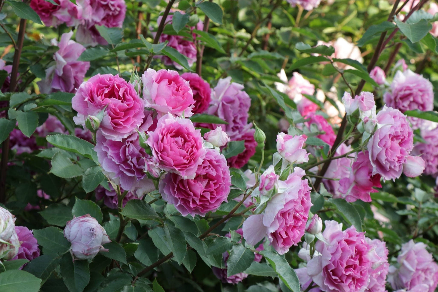 Rose  ‘ Scheherazade | シェエラザード  | 天方夜谭  ’