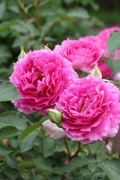 Rose  ‘ Scheherazade | シェエラザード  | 天方夜谭  ’