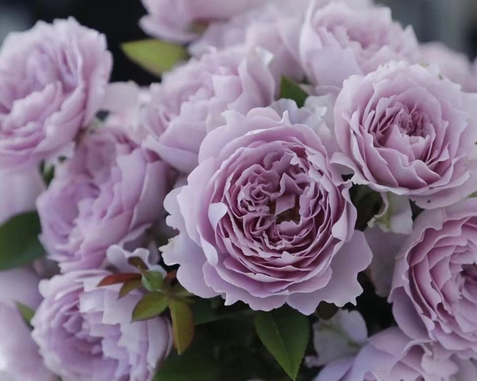 Rose  ‘Sky Hazy | 空濛 ’