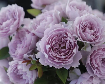 Rose  ‘Sky Hazy | 空濛 ’