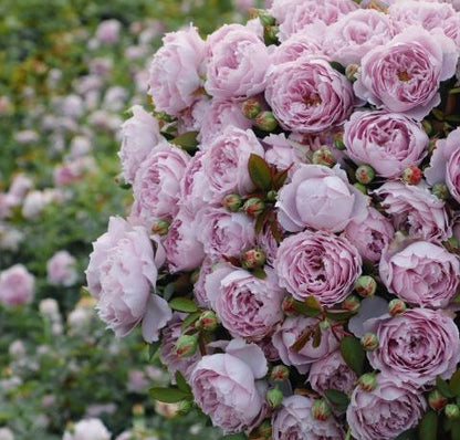 Rose  ‘Sky Hazy | 空濛 ’