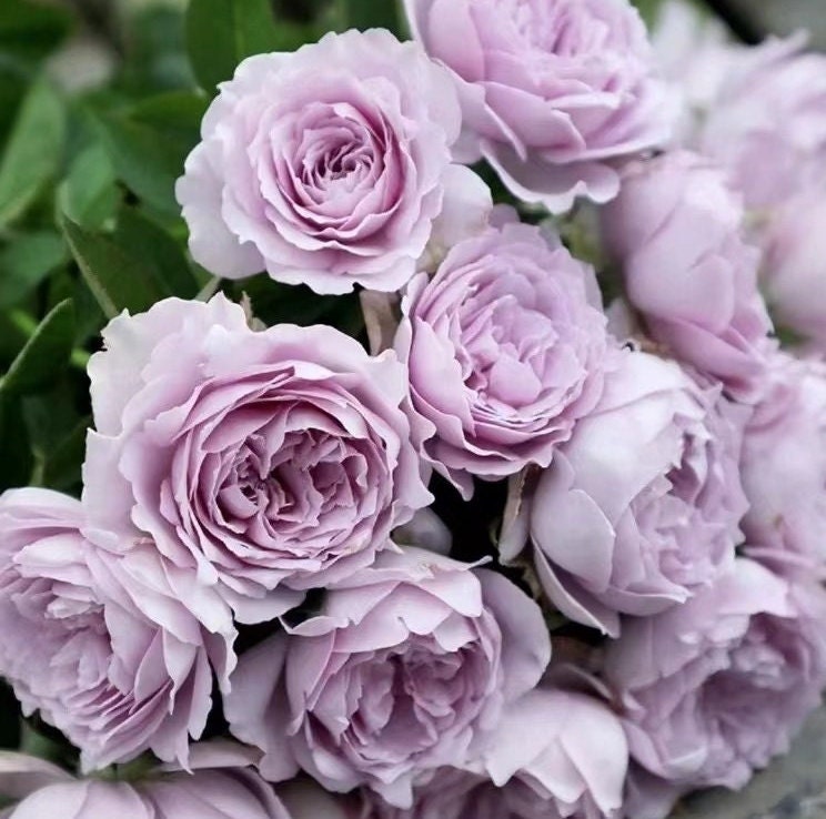 Rose  ‘Sky Hazy | 空濛 ’