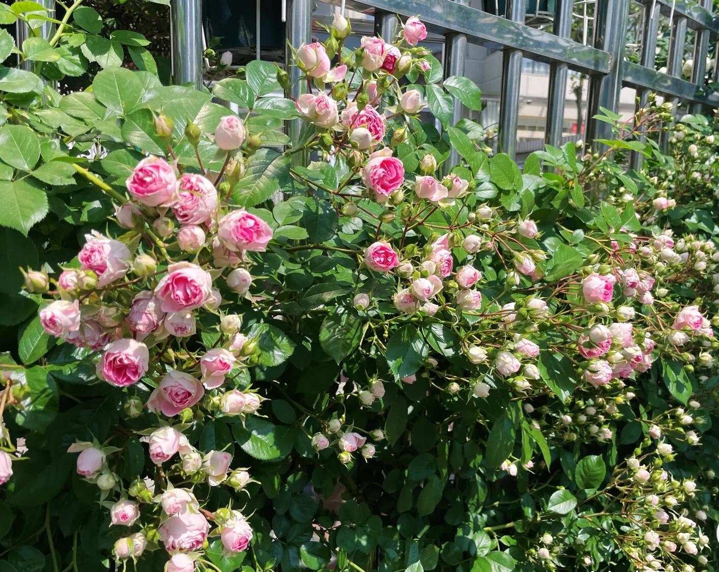 Climbing Rose  ' Rouge |ルージュ |  胭脂扣 ' - Award-winning