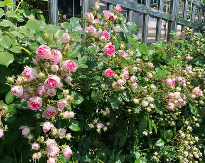 Climbing Rose  ' Rouge |ルージュ |  胭脂扣 ' - Award-winning