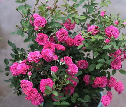 Shrub Rose 'Marriotta | 马里奥塔 '