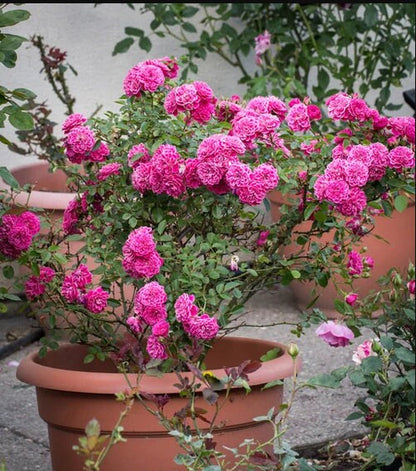 Shrub Rose 'Marriotta | 马里奥塔 '