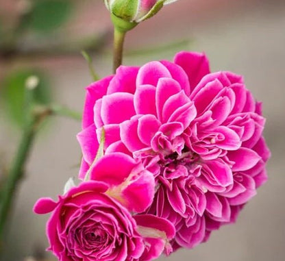 Shrub Rose 'Marriotta | 马里奥塔 '