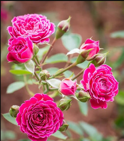 Shrub Rose 'Marriotta | 马里奥塔 '