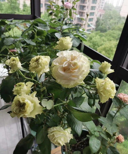 Rare Rose  ’ ダイナミック| 琉璃翠 ‘